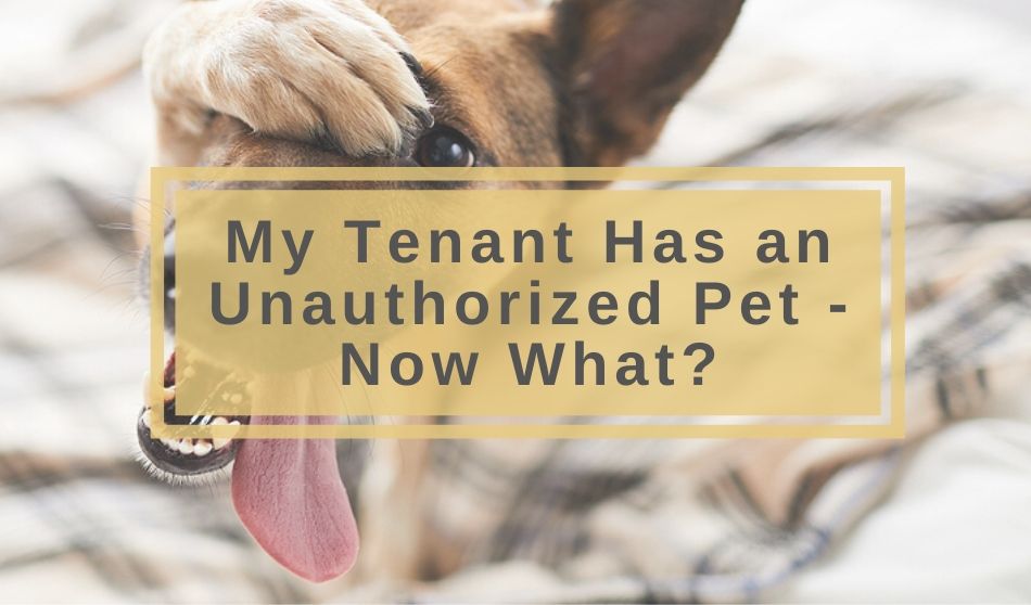 My Tenant Has an Unauthorized Pet - Now What?
