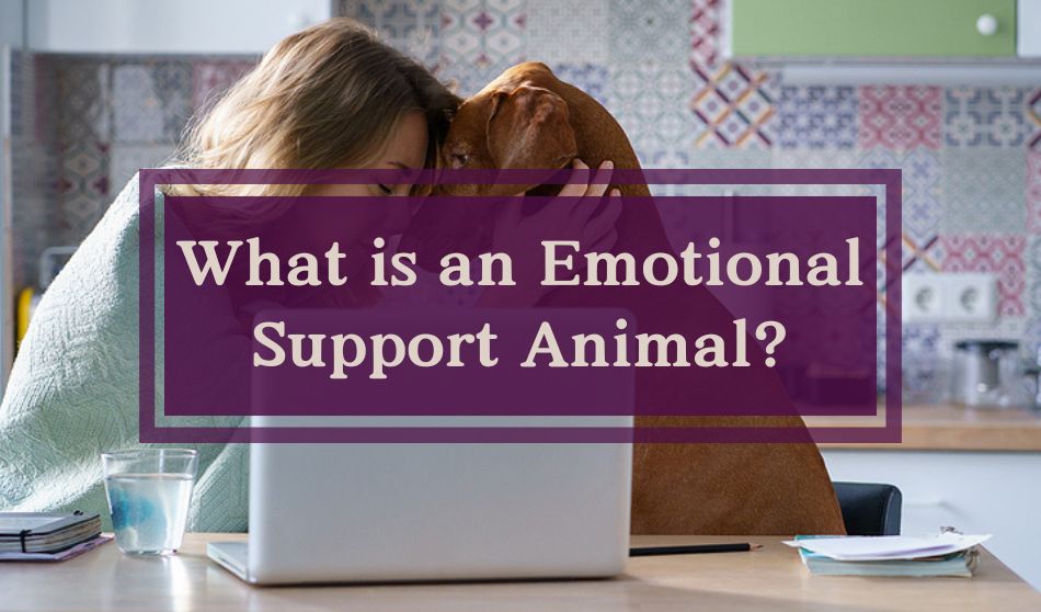 What is an Emotional Support Animal?